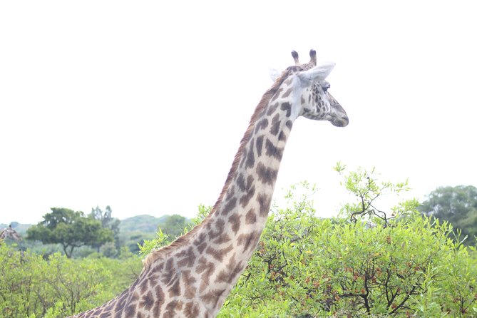 Tour at Arusha National Park - Picnic lunch keeps the day moving