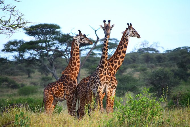 Ultimate Guide For The Best 4-Days Serengeti Safari in Tanzania - Why Serengeti and Ngorongoro work well together
