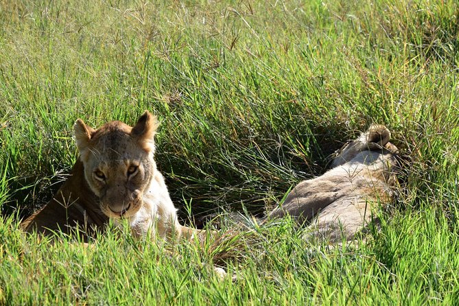 Ultimate Guide For The Best 4-Days Serengeti Safari in Tanzania - Day 3: Leaving Serengeti for Ngorongoro