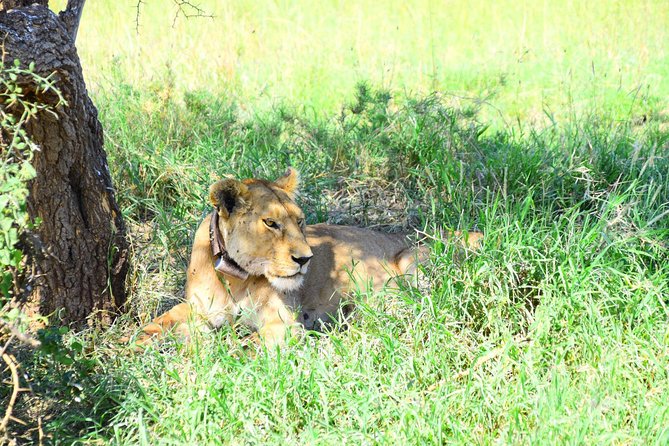 Ultimate Guide For The Best 4-Days Serengeti Safari in Tanzania - Guides, food, and the human side of the trip