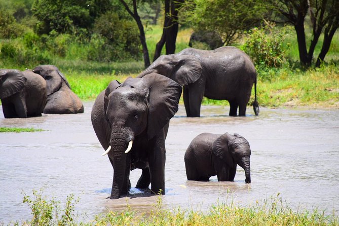 Ultimate Guide For The Best 4-Days Serengeti Safari in Tanzania - Day 1: Arusha to Serengeti by way of the crater highlands