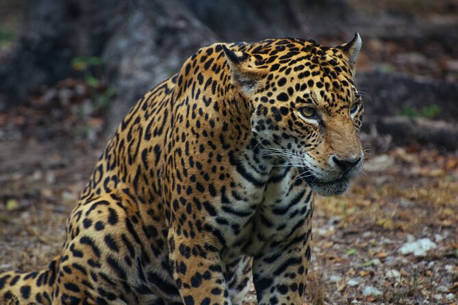 Unforgettable 4 Days Tanzania Private Budget Safari Tour - Key things to know before booking