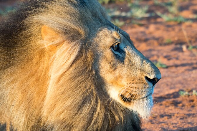 Unforgettable 4 Days Tanzania Private Budget Safari Tour - Day four: Ngorongoro Crater and the return to Arusha