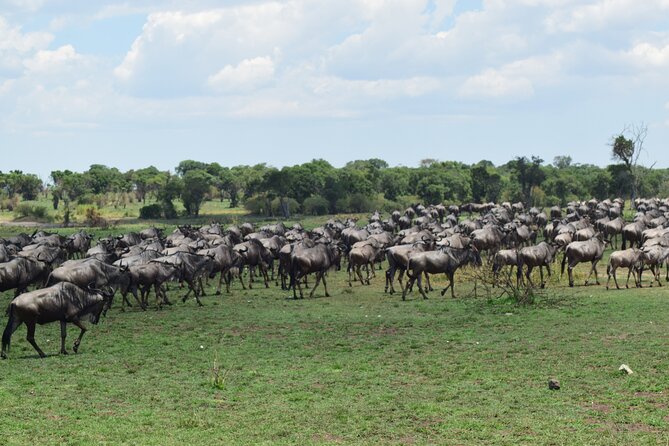 Unforgettable 4 Days Tanzania Private Budget Safari Tour - The migration promise needs careful reading