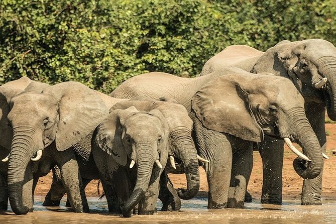 Unforgettable 5 days Tanzania Private Budget Camping safari - Key points before you book