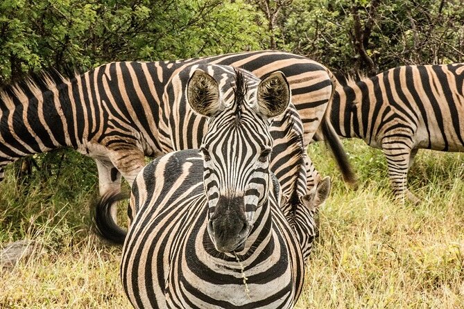 Unforgettable 5 days Tanzania Private Budget Camping safari - Day 1: Tarangire and the elephant country