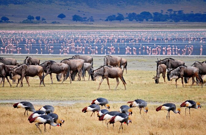 Unforgettable Tanzania Safari And Zanzibar Beach - Key things to know before booking
