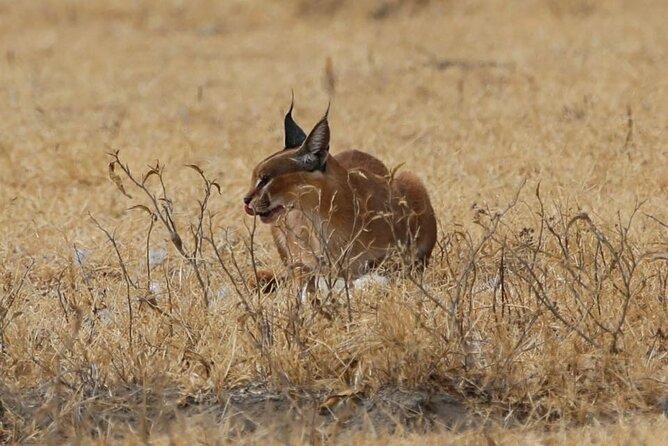 Unforgettable Tanzania Safari And Zanzibar Beach - Lake Manyara adds forest and birdlife