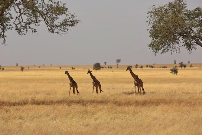 Unforgettable Tanzania Safari And Zanzibar Beach - Ngorongoro Crater delivers a concentrated wildlife day