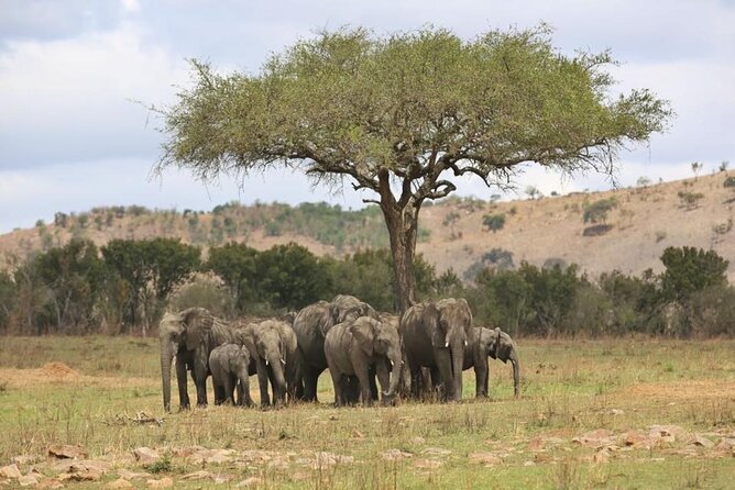 Unforgettable Tanzania Safari And Zanzibar Beach - Three days in Serengeti are the trip’s heart