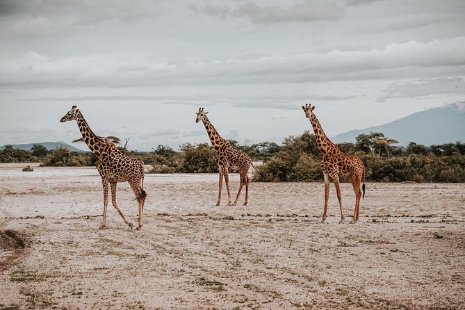 Walking Day Tour to Safari in Arusha National Park - Five hours among forest, grassland, and water