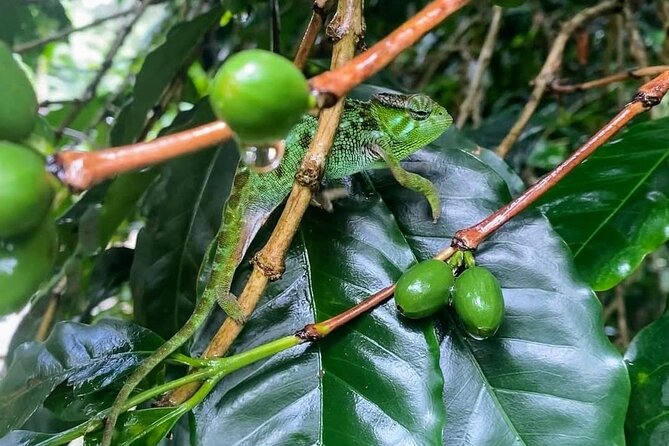 Waterfall, coffee tour & hot springs - lunch and drinks included - The long transfer to Kikuletwa Hot Springs