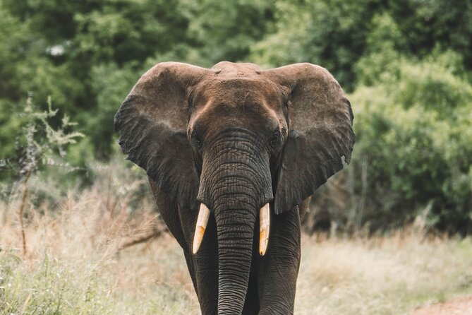 Wildlife Extravaganza: Manyara, Tarangire & Ngorongoro in 3 Days - Key Things To Know Before You Book