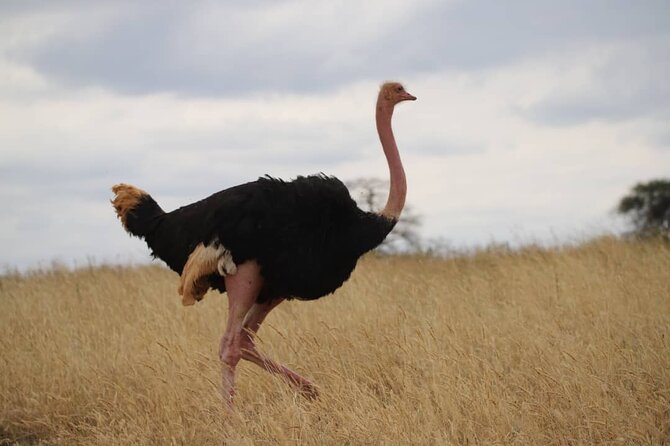 Wildlife Extravaganza: Manyara, Tarangire & Ngorongoro in 3 Days - What You Get for $700 Per Person