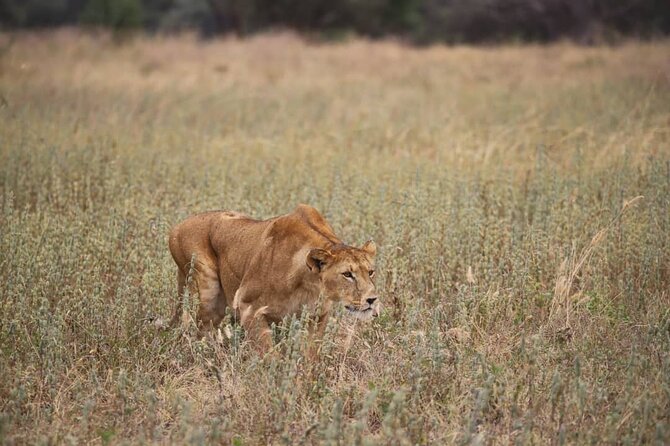 Wildlife Extravaganza: Manyara, Tarangire & Ngorongoro in 3 Days - Who Should Book This Safari