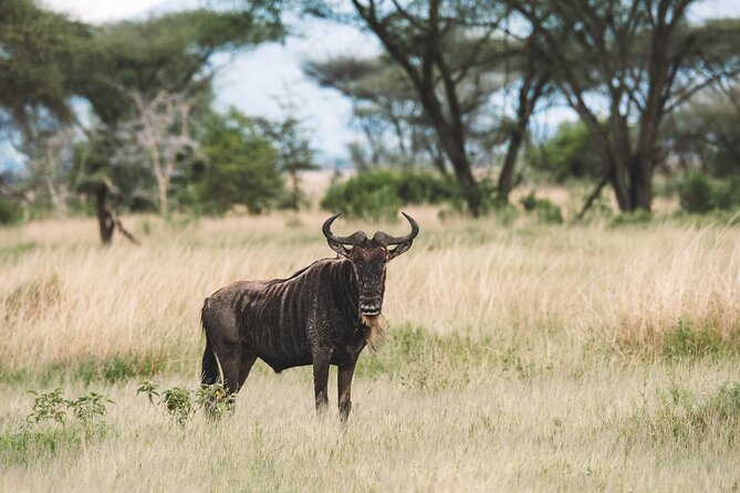 Wildlife Extravaganza: Manyara, Tarangire & Ngorongoro in 3 Days - Tarangire’s Baobabs and First Game Drive