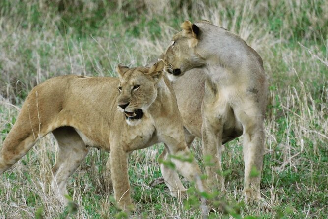 Wildlife Safari Tanzania - Guides are the biggest part of the value