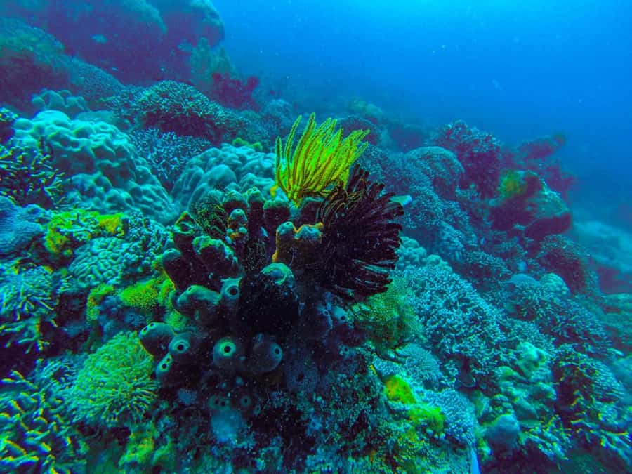 Zanzibar : 1 Day Blue Safari, Blue horizon experience - Blue Lagoon, Zanzibar: beautiful but tide-dependent