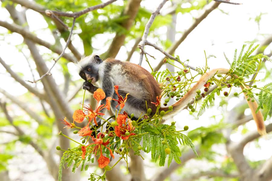 Zanzibar: 1 Day Pass all inclusive island Resort experience - Key points at a glance