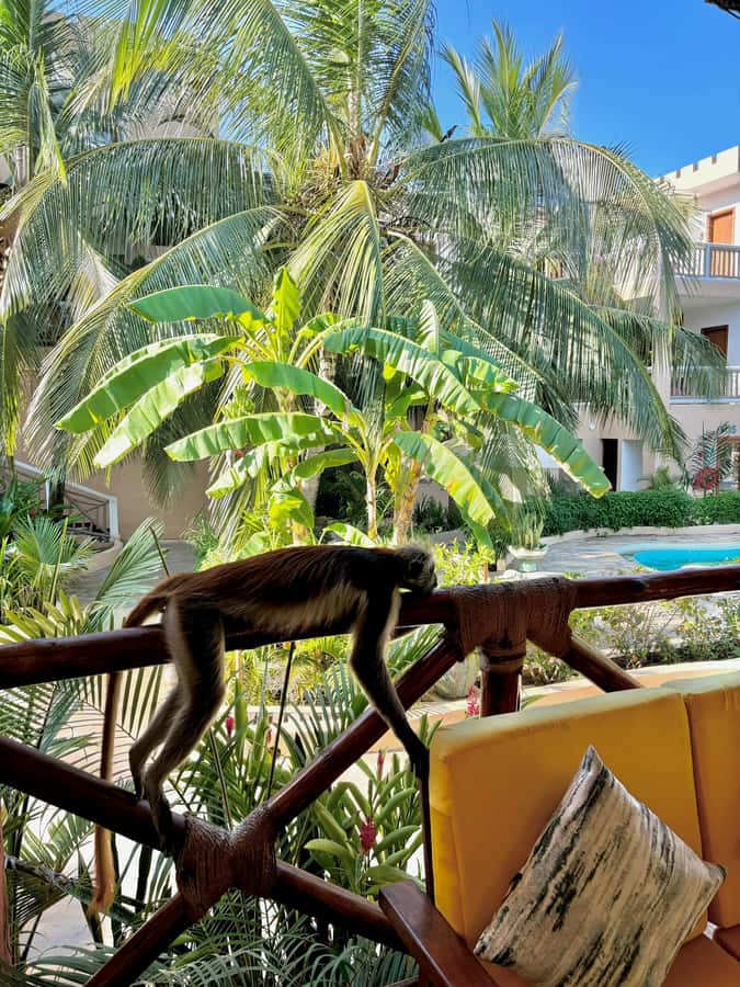 Zanzibar: 1 Day Pass all inclusive island Resort experience - Who should book this experience?