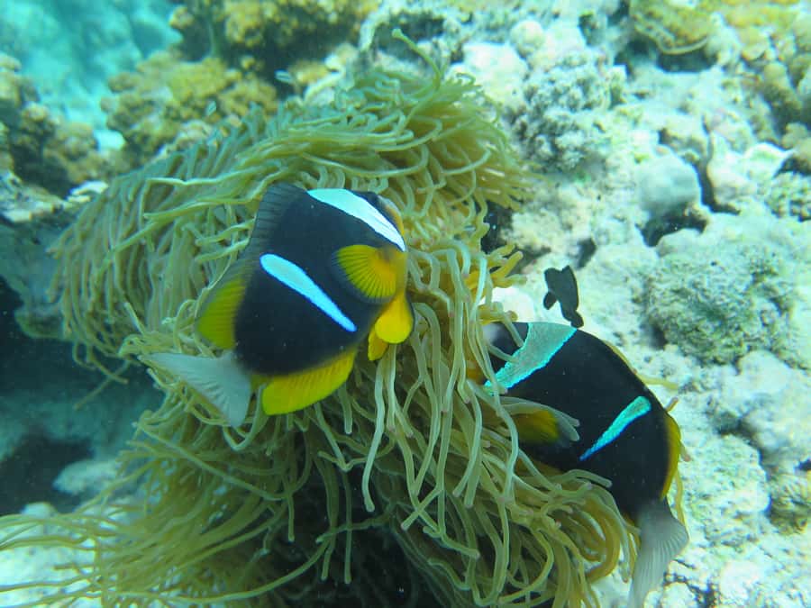 Zanzibar 1 Day Scuba Diving Course for Beginners with Lunch - Two open-water sessions in the Indian Ocean