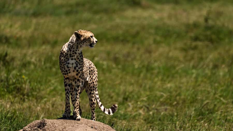 Zanzibar: 3-Day Northern Safari with Flights Included - The safari in six useful points