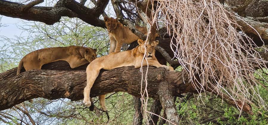 Zanzibar: 3-Day Northern Safari with Flights Included - Why this Zanzibar safari works
