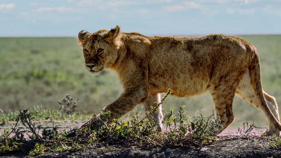 Zanzibar: 3-Day Northern Safari with Flights Included - Tarangire: elephants beneath the baobabs
