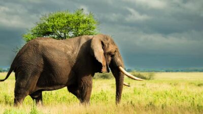 3-Day Northern Safari with Flights Included