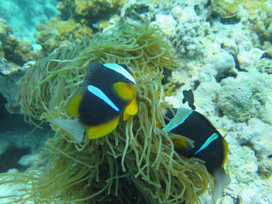 Zanzibar : 3-Day PADI Open Water Scuba Diving Adventure - The two-day Advanced Open Water alternative