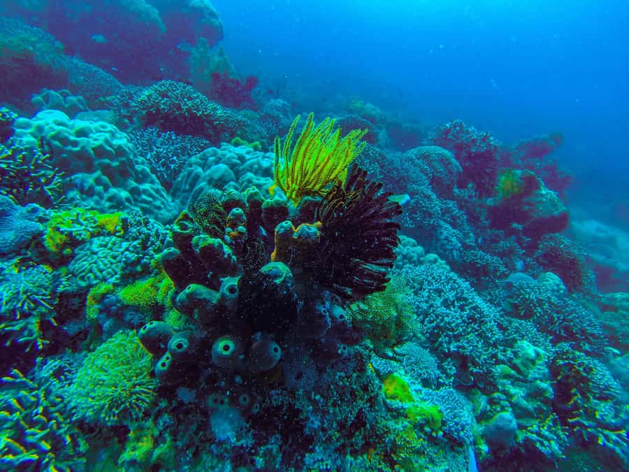 Zanzibar : 3-Day PADI Open Water Scuba Diving Adventure - Who will get the most from this experience