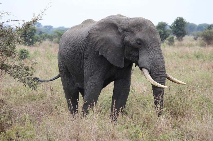 Zanzibar: 3 Days to Mikumi and Chizua Waterfalls - Key points before you book