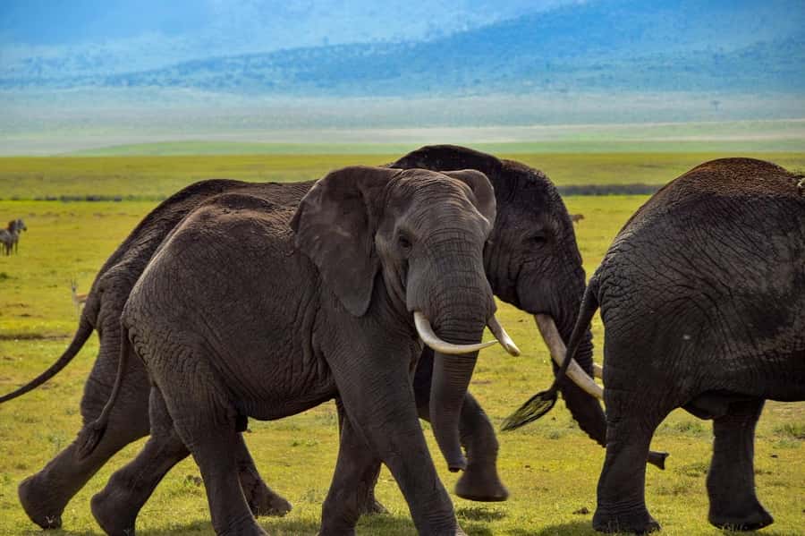 Zanzibar: 3 Days to Mikumi and Chizua Waterfalls - Mikumi National Park: What your game drives may feel like