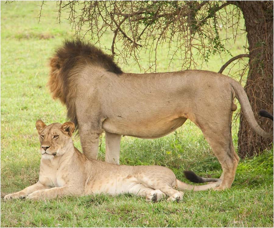 Zanzibar: 3 Days to Mikumi and Chizua Waterfalls - Day two: Early animals, breakfast, and the road to Chizua