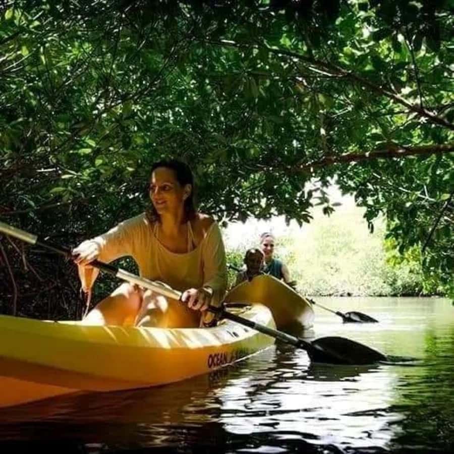 Zanzibar: 3-hour Kayak Tour through the Mangrove Forest - What you may see among the roots