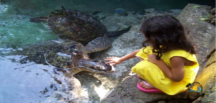 Zanzibar: Baraka Aquarium Feed, Swim & Snorkel with Turtles - Why Baraka Aquarium is different from a normal turtle exhibit
