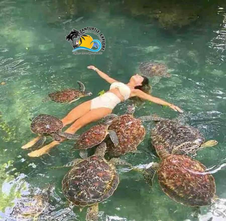 Zanzibar: Baraka Aquarium Feed, Swim & Snorkel with Turtles - What the turtle encounter feels like in practice