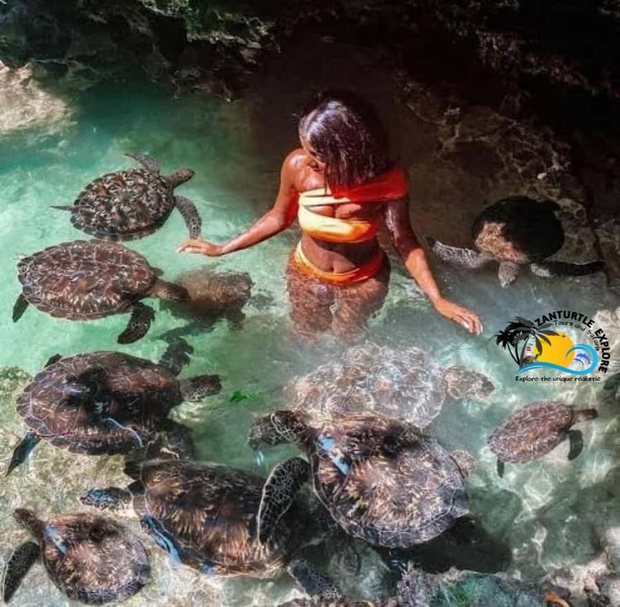 Zanzibar: Baraka Aquarium Feed, Swim & Snorkel with Turtles - Who will enjoy this most?