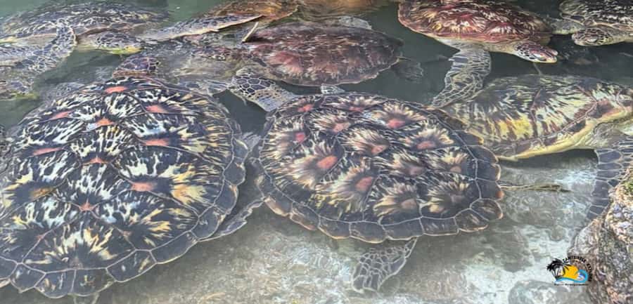Zanzibar: Baraka Aquarium Feed, Swim & Snorkel with Turtles - The drive from Nungwi and what the timing means