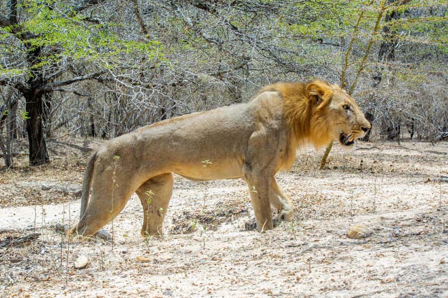 Zanzibar: Best Selous Day Safari with Flights & Lunch - Entering Nyerere National Park for the morning drive