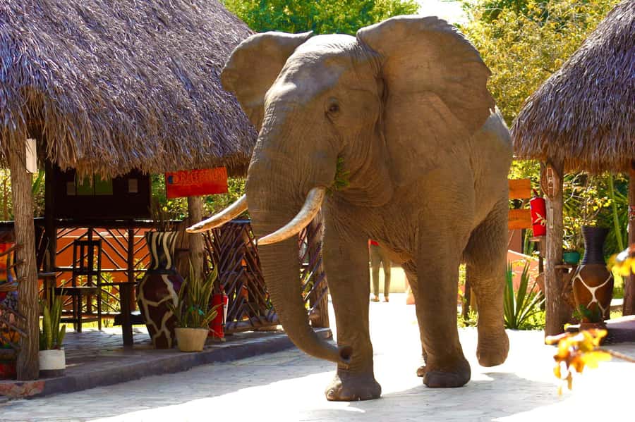 Zanzibar: Best Selous Day Safari with Flights & Lunch - The 10:30 coffee break and the value of pacing