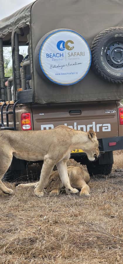 Zanzibar: Best Selous Day Safari with Flights & Lunch - Who should book this day safari