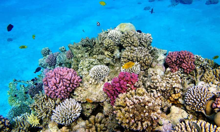 Zanzibar: Blue Lagoon, Rock Restaurant, Cave, and Beach Trip - Blue Lagoon: fish, starfish, and tide-dependent snorkeling