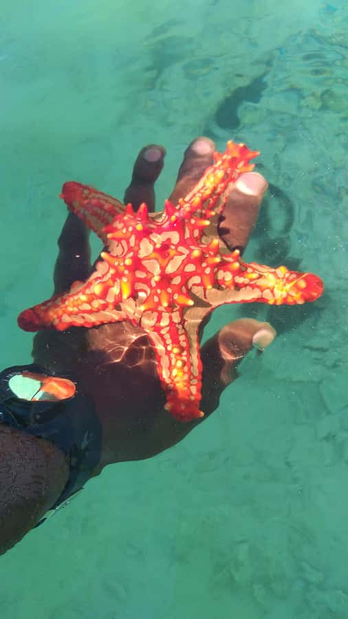 Zanzibar: Blue lagoon & Starfish - Key points at a glance