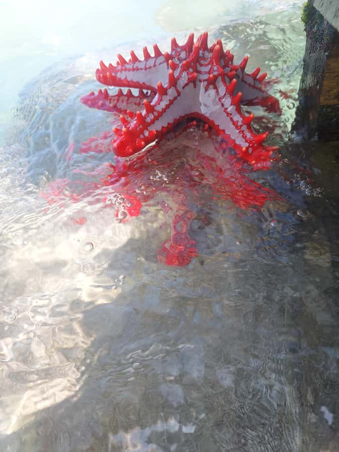 Zanzibar: Blue lagoon & Starfish - Boarding near Michamvi Village