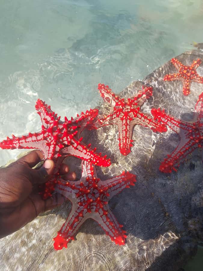 Zanzibar: Blue lagoon & Starfish - Is the $119 price fair?