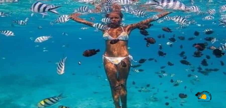 Zanzibar: Blue Lagoon, Starfish and Jozani Forest Tour - Key points to know before booking