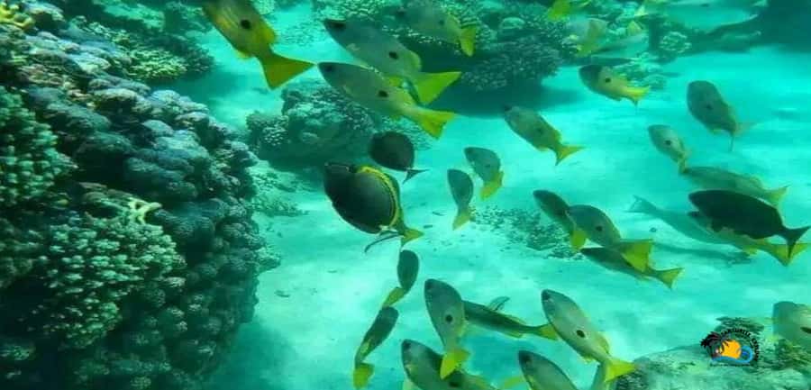 Zanzibar: Blue Lagoon, Starfish and Jozani Forest Tour - Why this coastal and forest combination works