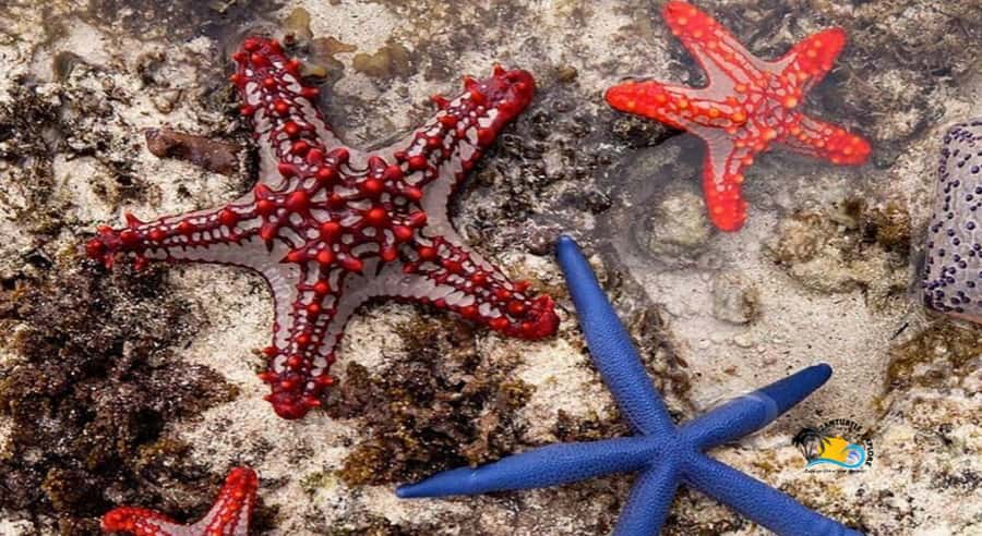 Zanzibar: Blue Lagoon, Starfish and Jozani Forest Tour - Walking through Jozani Forest
