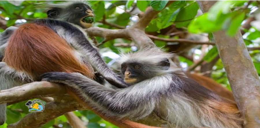 Zanzibar: Blue Lagoon, Starfish and Jozani Forest Tour - Languages, access, and practical comfort
